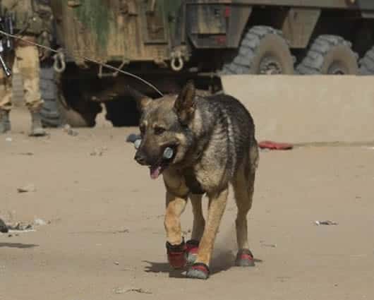 WSPA señaló que es la primera vez que se usan perros en el conflicto colombiano. Foto: AFP