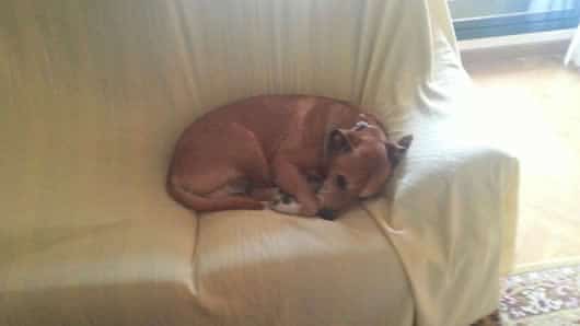 'Excalibur', el perro de la auxiliar de enfermería infectada con ébola en España. Foto: Asociación Protectora Villa Pepa.