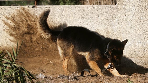 Frankie fue adiestrado para tumbarse cuando identificara el cáncer de tiroides en una muestra. Foto: archivo AFP.