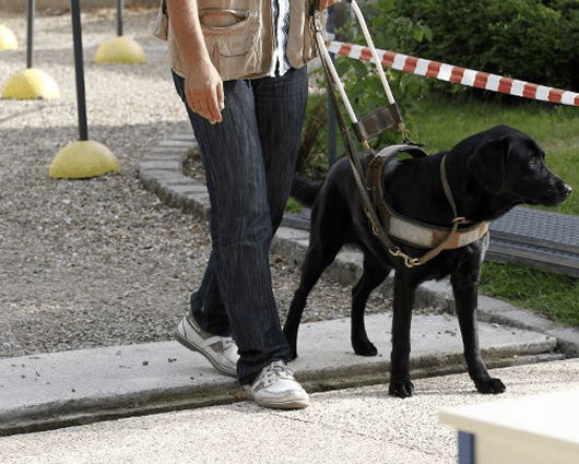 El perro se lanzó a las vías tras su dueño para intentar salvarlo de ser arrollado. Foto: AFP