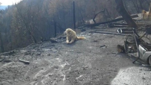 FOTO: Madison cuidando las ruinas de su casa