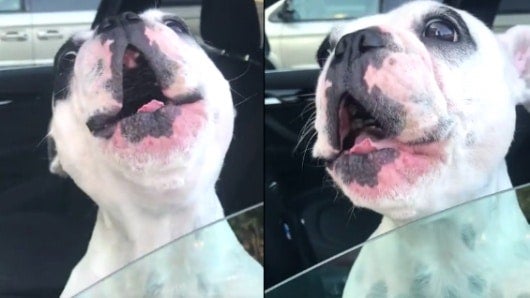 Video viral: A este perrito le encanta ser parte de la conversación Video viral: A este perrito le encanta ser parte de la conversación