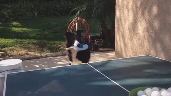 El video del Border collie fue grabado por su amo en Estados Unidos.
