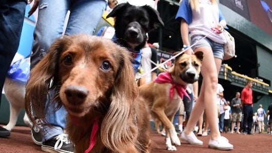 17 perros de distintas razas fueron entrenados para imitar el comportamiento humano. Foto: AFP