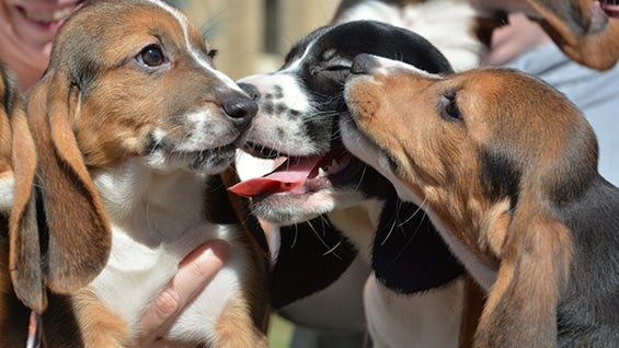 Foto: Mike Carroll / College of Veterinary Medicine at Cornell University.