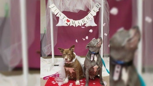 Foto: Kennebec Valley Humane Society