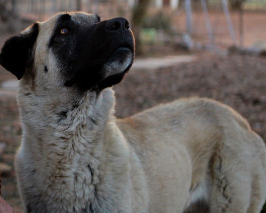 Bonzo es uno de los perros pastores. Foto: AFP.
