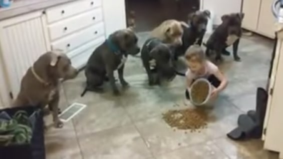 En el video, grabado por su madre, se ve cómo la niña le da órdenes a los canes.