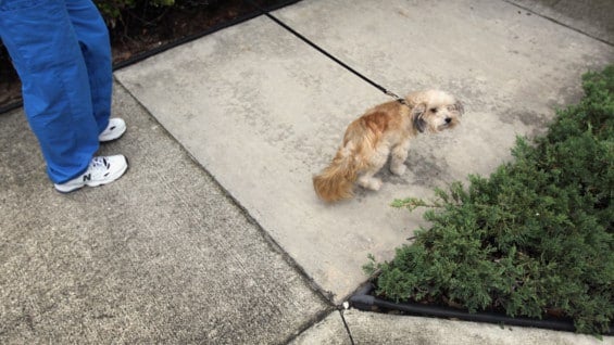 Es la primera vez que se pone en marcha un plan de este tipo en el Reino Unido. Foto: AFP