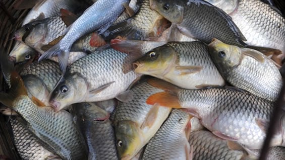 El aparato establece el nivel de lípidos de un pescado en apenas 10 segundos. Foto: AFP