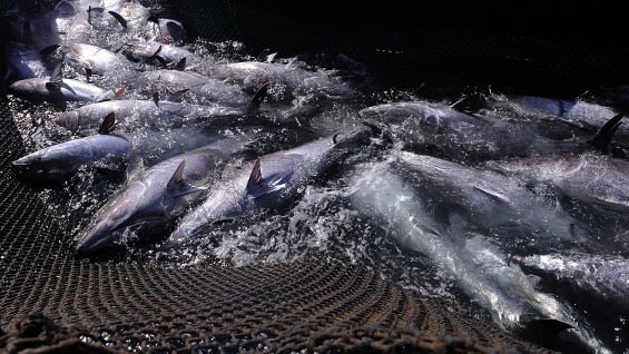 Expertos coinciden en la urgencia de establecer medidas para preservar los océanos. Foto: AFP.