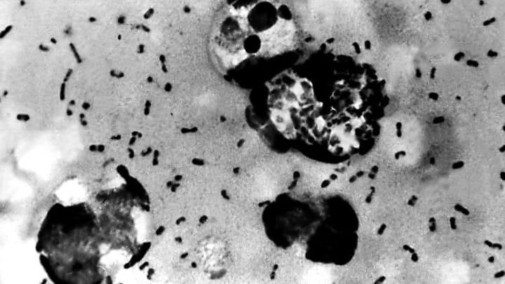 La bacteria Yesinia pestis se transmitió a los humanos a través de las pulgas de los roedores. Foto: AFP