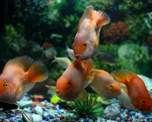 El juego llamado Neknominate consiste en retos impuestos por las redes sociales. Foto: AFP