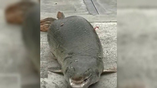 La comunidad entró en pánico tras encontrar el animal.