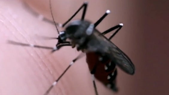 El dengue es un verdadero problema de salud pública.