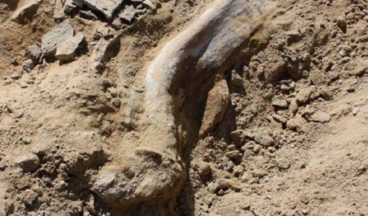 Foto tomada de internet