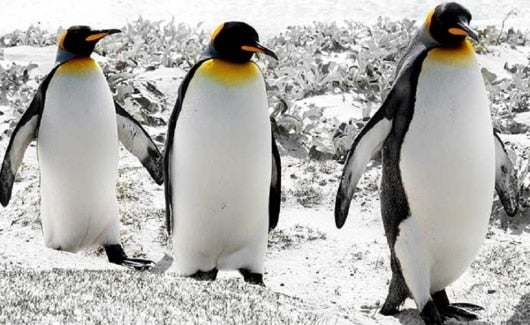 FOTO: Pingüino rey/ Cortesía Bioenciclopedia.