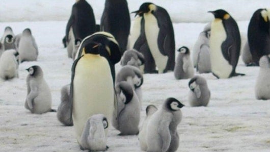 FOTO: Pingüinos emperadores