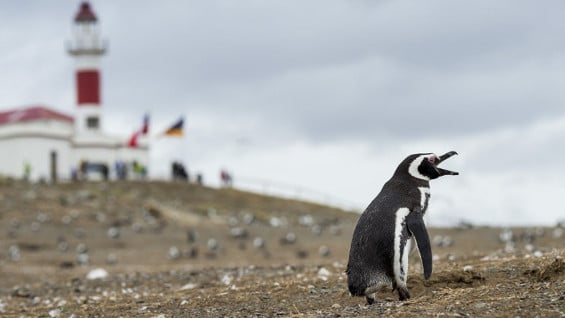 El animal fue puesto a disposición de la policía ecológica para su ciudado. AFP