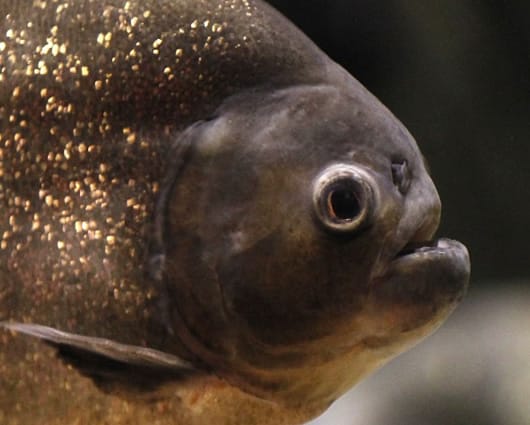 Desde 1970 no se presentaba un ataque de peces palometa en Rosario. Foto: AFP
