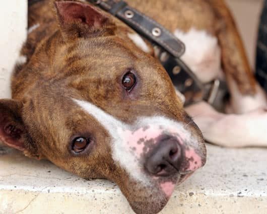 En algunos países, el Pit Bull está clasificado como perro potencialmente peligroso. Foto: AFP