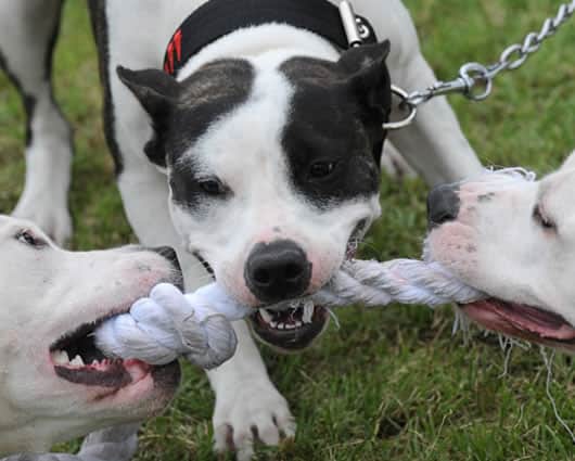 Los testigos aseguran que el canino no portaba bozal.