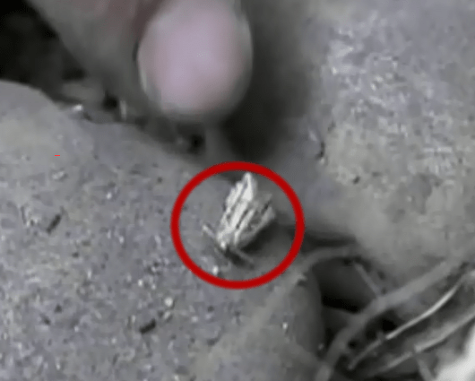 La polilla se come la papa en 72 horas. Foto: RCN.