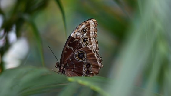 Muestra de mariposas del Museo de Historia Natural de Londres. Foto: AFP