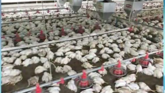 Los 38.000 pollos crecían en un galpón con ambiente controlado, según su propietario.