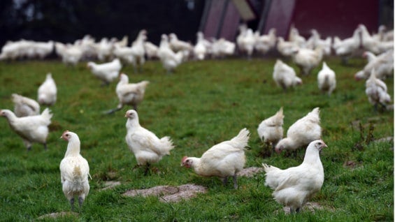 El brote se presentó en una granja de la isla de Riems. Foto: AFP