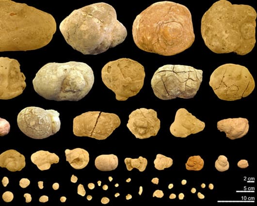 Los 30.000 excrementos mineralizados estaban repartidos por varias zonas. Foto: oficial