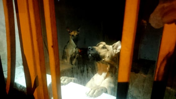 Foto:Protección Animal de Bogotá