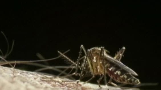 Zancudo portador del virus del Zika.