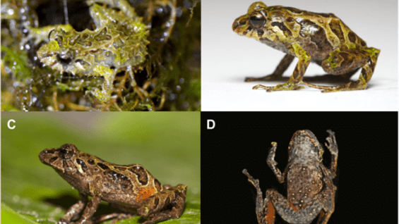 Foto. Zoological Journal of the Linnean Society.