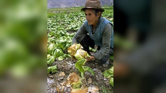 Las legumbres son "un tesoro latinoamericano que está en riesgo", FAO. Foto: AFP