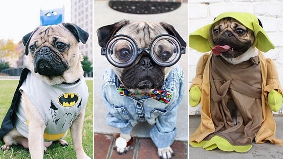 Doug tiene más de 314.000 seguidores en Instagram y 1,1 millones de fanáticos en Facebook. Foto: itsdougthepug.