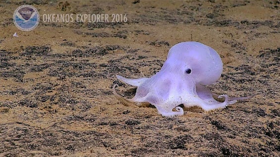 El pequeño pulpo fue apodado Cásper. Foto: AFP