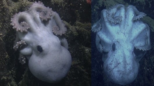A la derecha, el pulpo después de años de haber cuidado los huevos. Foto: captura Monterey Bay Aquarium Research Institute