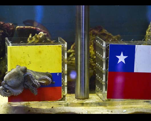 En el día previo al partido de Colombia frente a Chile, Paul eligió a Colombia. Foto: AFP