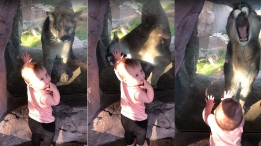 La reacción de un bebé que se encuentra cara a cara con un puma en un zoológico
