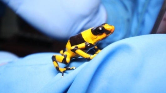 Una de las ranas rescatadas.