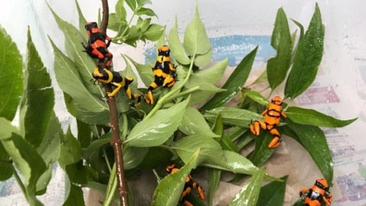 Algunas de las ranas que sobrevivieron.