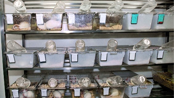 La técnica se probará en ovejas. Foto: AFP.