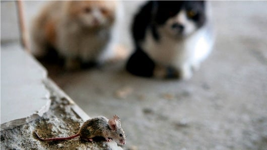 Cuando los cazadores se establecieron en un lugar les proporcionaron refugio y les dieron acceso regular a migajas y restos de comida. Foto: AFP.