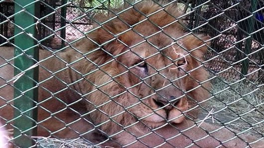 Zimba, Pumba, Kirón, Ojiclaro, Zeus, Júnior, Isis, Shakira y Barbie son los leones rescatados. Foto: @CARCDMB