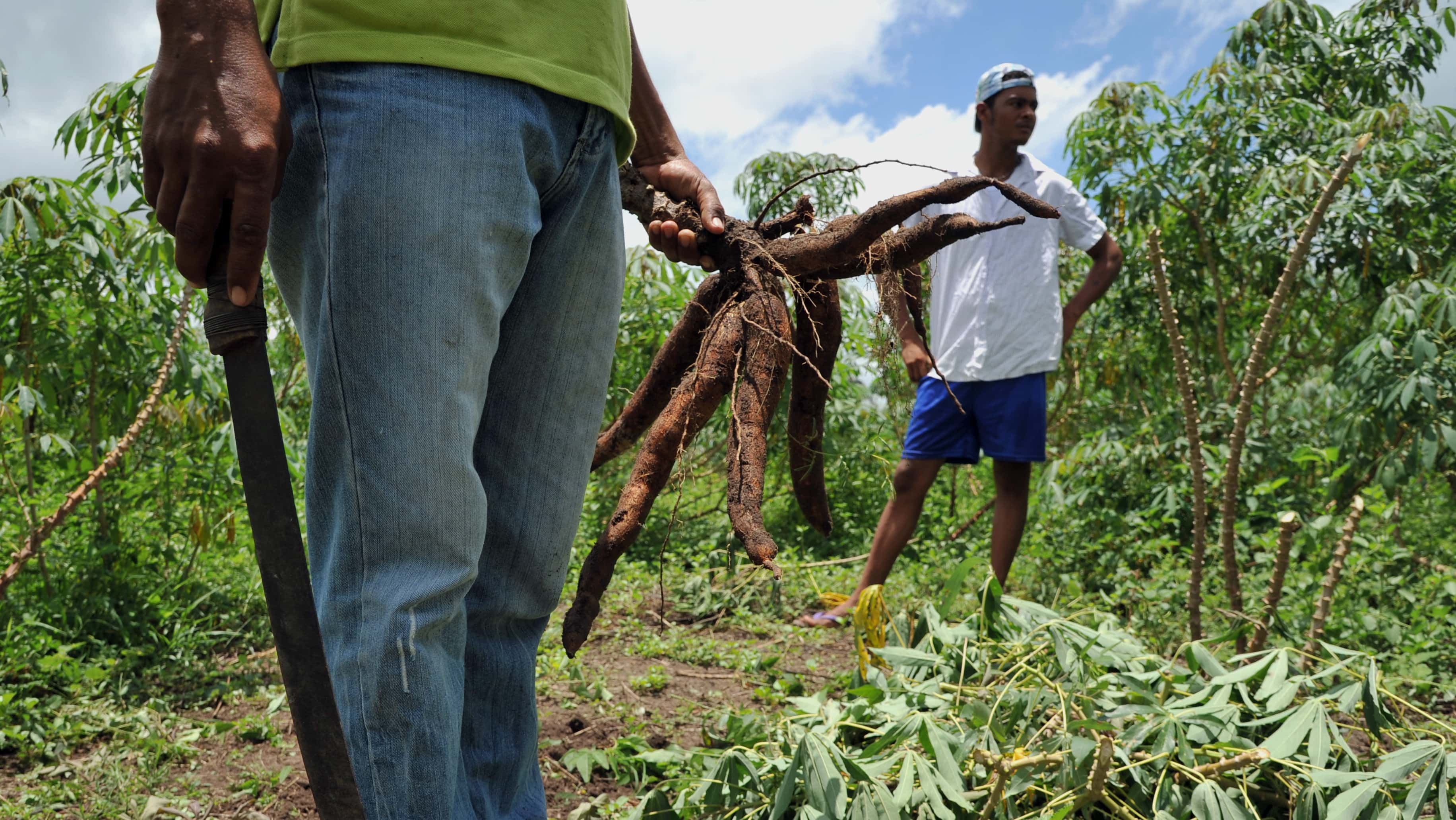 6.000 procesos de restitución de tierras paralizados por paro judicial