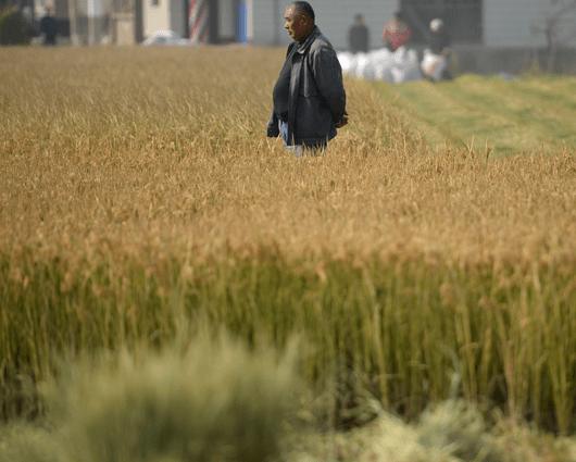 “El Estado no puede permitir la destrucción de 500.000 empleos”, dicen los arroceros.