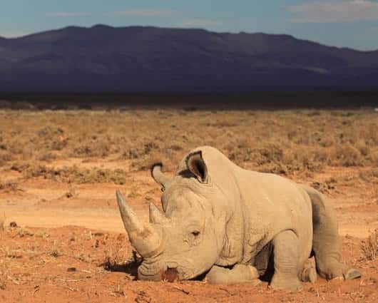 Sudáfrica tiene 20.000 ejemplares de rinocerontes, la mayor población del mundo. Foto: AFP