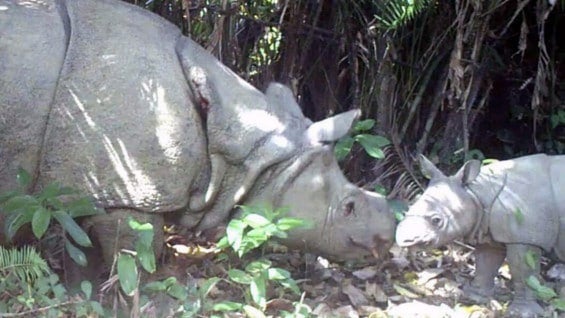 Rinoceronte de Java y su cría. Foto: EFE