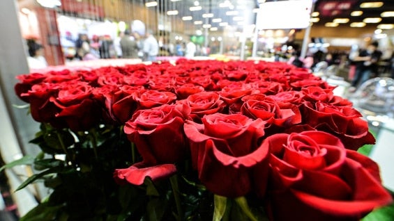 El 70% de las exportaciones de flores son de rosas rojas.Foto:Procolombia